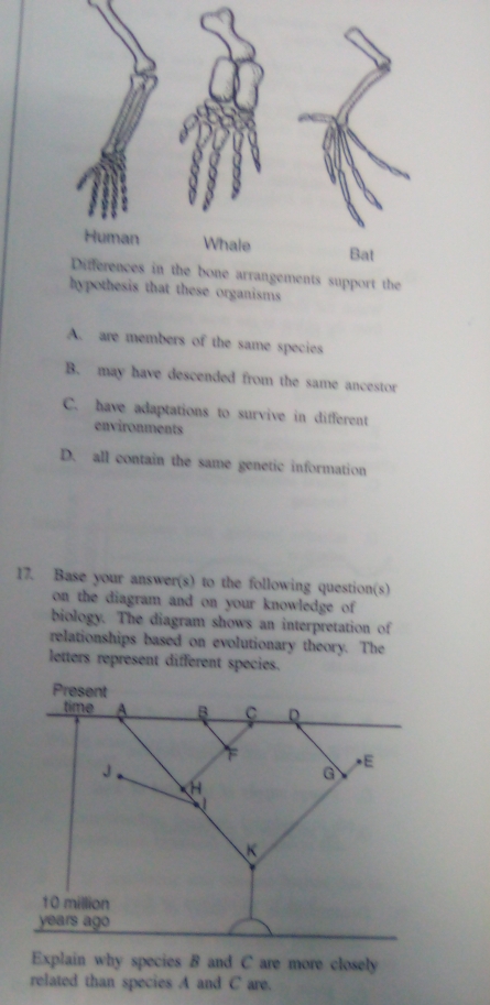 Bat
Differences in the bone arrangements support the
hypothesis that these organisms
A. are members of the same species
B. may have descended from the same ancestor
C. have adaptations to survive in different
environments
D. all contain the same genetic information
17. Base your answer(s) to the following question(s)
on the diagram and on your knowledge of
biology. The diagram shows an interpretation of
relationships based on evolutionary theory. The
letters represent different species.
Explain why species B and C are more closely
related than species A and C are.