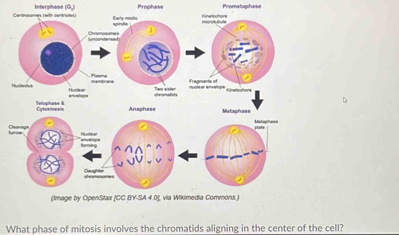 Interphase (G₂) Prophase Prometaphase 
n 
envelope s 
Telophase & 
Cytokinesis Anaphase Metaphase 
Cleavage 
furrow 
(Image by OpenStax [CC BY-SA 4.0], via Wikimedia Commons.) 
What phase of mitosis involves the chromatids aligning in the center of the cell?