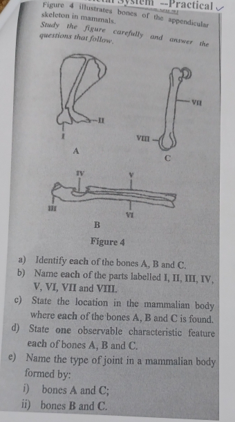 System --Practical 
Figure 4 illustrates bones of the appendicular 
skeleton in mammals. 
Study the figure carefully and answer the 
questions that follow. 
A 
Figure 4 
a) Identify each of the bones A, B and C. 
b) Name each of the parts labelled I, II, III, IV, 
V, VI, VII and VIII. 
c) State the location in the mammalian body 
where each of the bones A, B and C is found. 
d) State one observable characteristic feature 
each of bones A, B and C. 
e) Name the type of joint in a mammalian body 
formed by: 
i) bones A and C; 
ii) bones B and C.