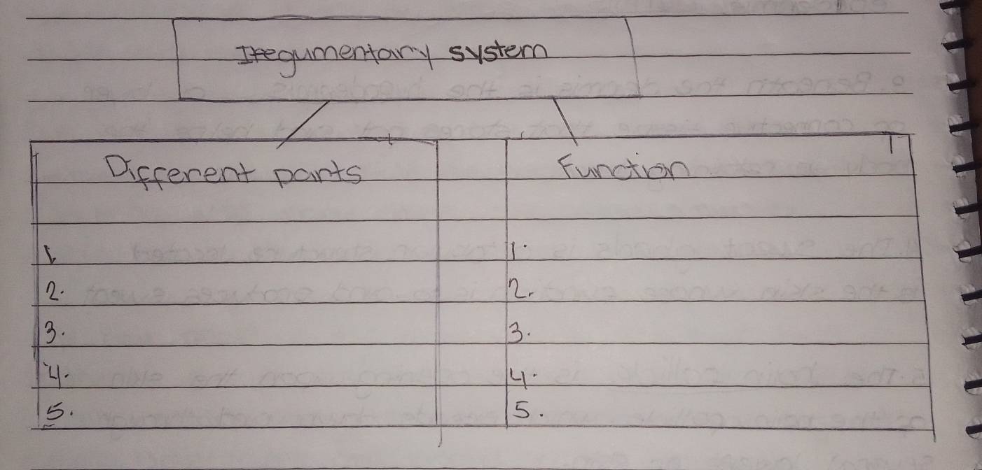 Iregumentary system