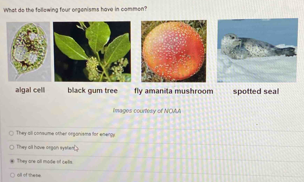 What do the following four organisms have in common?
algal cell black gum tree fly amanita mushroom spotted seal
Images courtesy of NOAA
They all consume other organisms for energy.
They all have organ systen
They are all made of cells.
all of these.