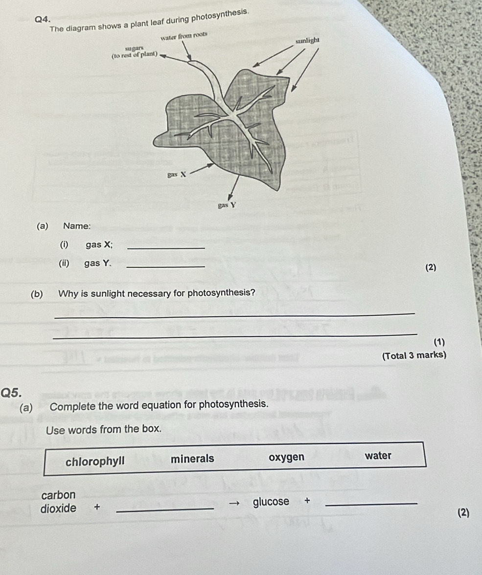 The diagram s a plant leaf during photosynthesis.
(a) Name:
(i) gas X;_
(ii) gas Y. _(2)
(b) Why is sunlight necessary for photosynthesis?
_
_
(1)
(Total 3 marks)
Q5.
(a) Complete the word equation for photosynthesis.
Use words from the box.
chlorophyll minerals oxygen water
carbon
dioxide + _glucose +_
(2)