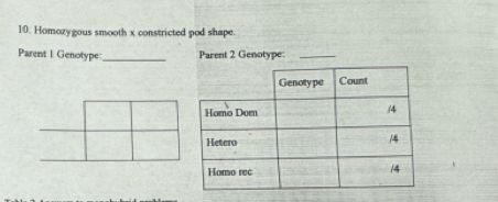 Homozygous smooth x constricted pod shape. 
Parent 1 Genotype:_ Parent 2 Genotype: