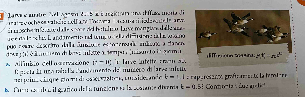 Larve e anatre Nell'agosto 2015 si è registrata una diffusa moría di
anatre e oche selvatiche nell’alta Toscana. La causa risiedeva nelle larve
di mosche infettate dalle spore del botulino, larve mangiate dalle ana-
tre e dalle oche. L’andamento nel tempo della diffusione della tossina
può essere descritto dalla funzione esponenziale indicata a fianco,
dove y(t) è il numero di larve infette al tempo t (misurato in giorni).
a. All’inizio dell’osservazione (t=0) le larve infette erano 50.
Riporta in una tabella l’andamento del numero di larve infette
nei primi cinque giorni di osservazione, considerando k=1,1 e rappresenta graficamente la funzione.
b. Come cambia il grafico della funzione se la costante diventa k=0,5 ? Confronta i due grafici.