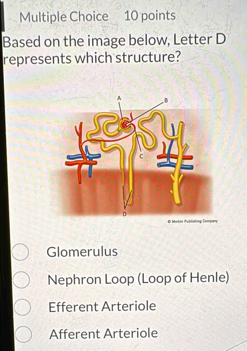 Based on the image below, Letter D
represents which structure?
Glomerulus
Nephron Loop (Loop of Henle)
Efferent Arteriole
Afferent Arteriole