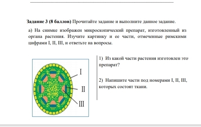 Βадание 3 (8 балловη Прочитайτе задание и вьππолните данное задание. 
а) На снимке изображен микросколический препарат, изготовленный из 
органа растения. Изучите картинку и ее части, отмеченные римскими 
цифрами Ι, ΙI, ΙIΙ, и ответьте на вопрось. 
1) Из какой части растения изготовлен это 
препарат? 
2) Налишите части под номерами Ι, ΙI, III, 
KOΤорых соCΤΟят ткани.