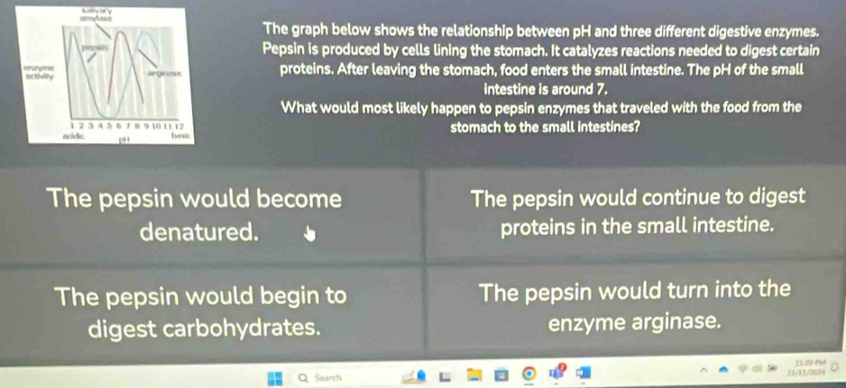 The graph below shows the relationship between pH and three different digestive enzymes.
Pepsin is produced by cells lining the stomach. It catalyzes reactions needed to digest certain
proteins. After leaving the stomach, food enters the small intestine. The pH of the small
intestine is around 7.
What would most likely happen to pepsin enzymes that traveled with the food from the
stomach to the small intestines?
The pepsin would become The pepsin would continue to digest
denatured. proteins in the small intestine.
The pepsin would begin to The pepsin would turn into the
digest carbohydrates. enzyme arginase.
1120 PM
Search
11/11/2S4