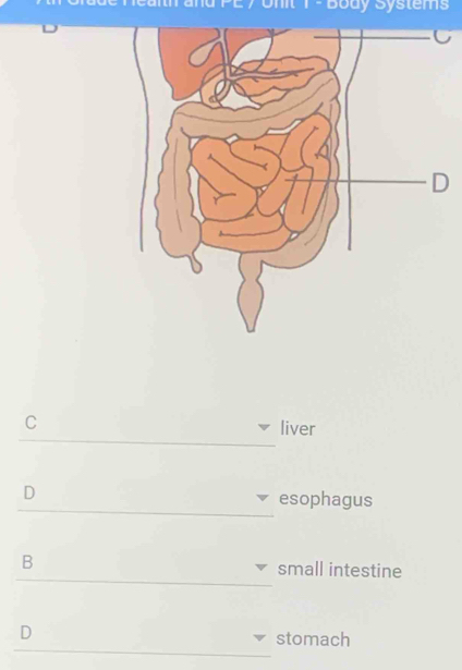 Body Systems
C liver
D esophagus
B small intestine
D
stomach