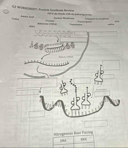 G2 WOR
Nitrogenous Base Pairing
DNA RNA