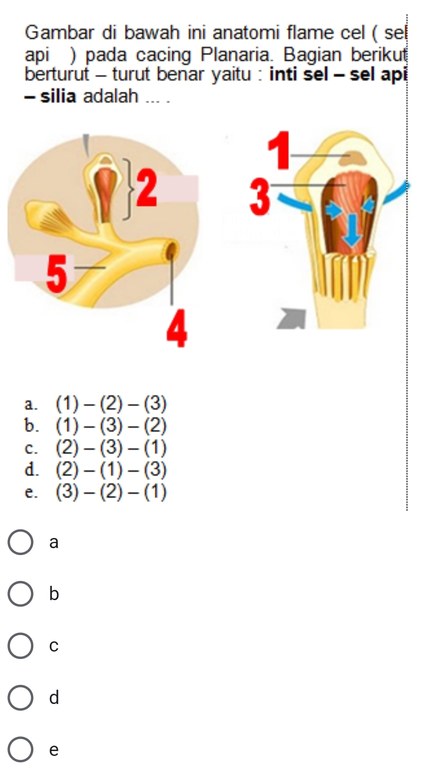 Gambar di bawah ini anatomi flame cel ( sel
api ) pada cacing Planaria. Bagian berikut
berturut - turut benar yaitu : inti sel - sel api
- silia adalah ... .
a. (1)-(2)-(3)
b. (1)-(3)-(2)
C. (2)-(3)-(1)
d. (2)-(1)-(3)
e. (3)-(2)-(1)
a
b
C
d
e