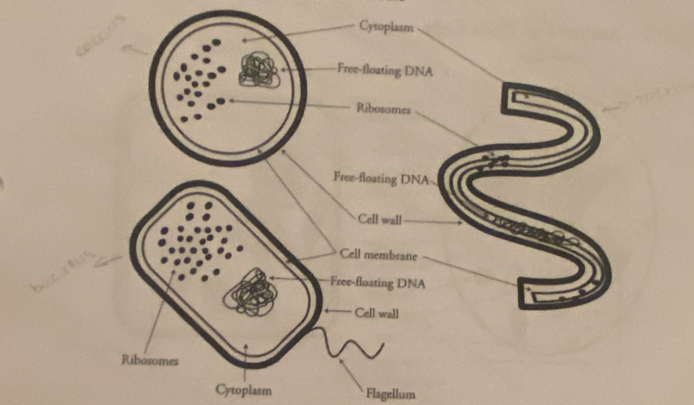 Cytoplasm Flagellum