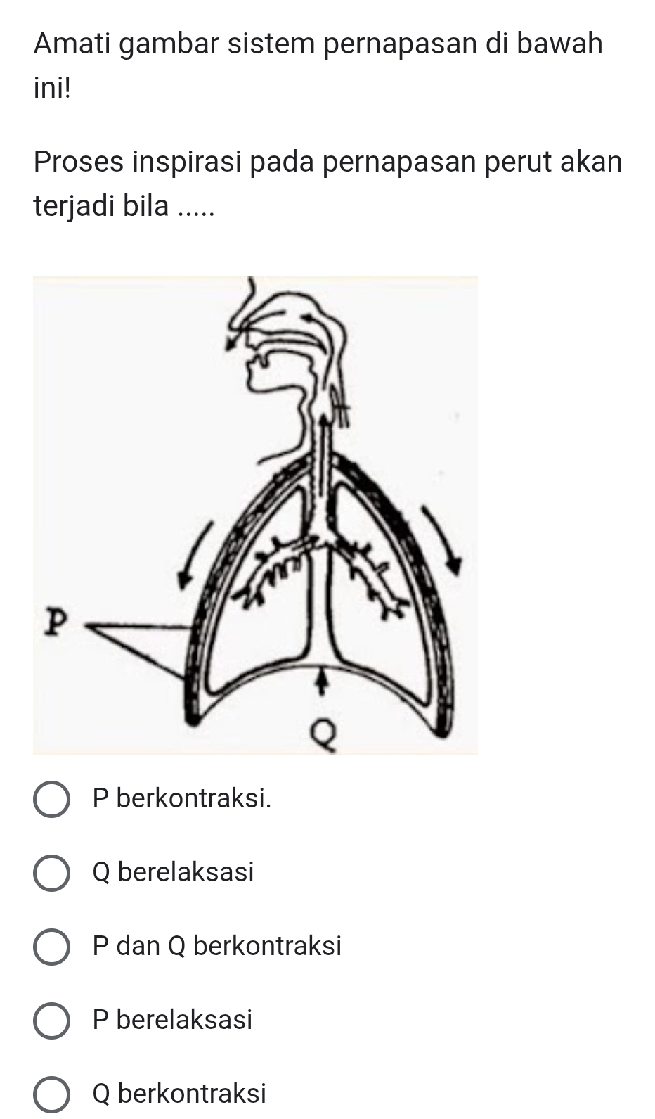 Amati gambar sistem pernapasan di bawah
ini!
Proses inspirasi pada pernapasan perut akan
terjadi bila .....
P berkontraksi.
Q berelaksasi
P dan Q berkontraksi
P berelaksasi
Q berkontraksi