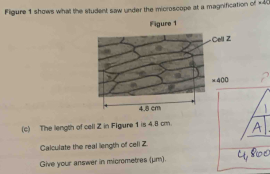 Solved: Figure 1 shows what the student saw under the microscope at a ...