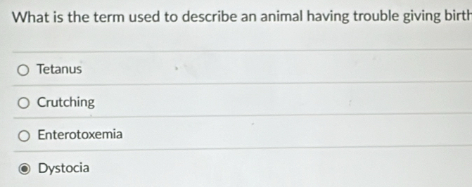 What is the term used to describe an animal having trouble giving birth
Tetanus
Crutching
Enterotoxemia
Dystocia