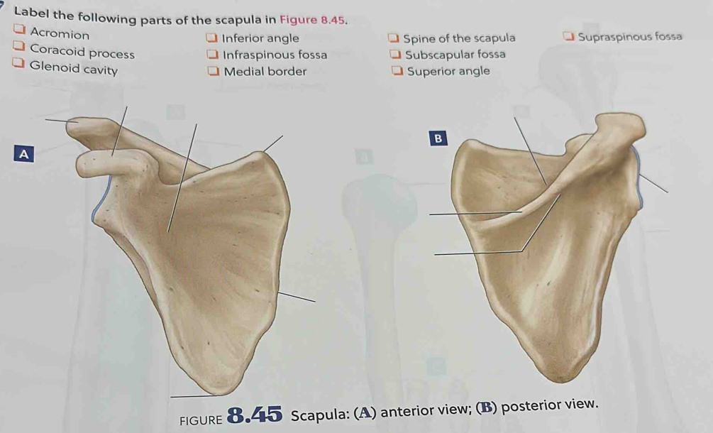 Solved: Label the following parts of the scapula in Figure 8.45 ...