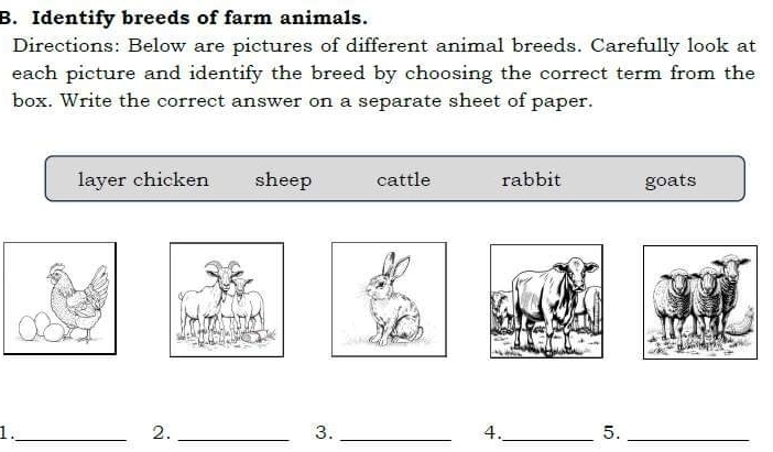 Identify breeds of farm animals. 
Directions: Below are pictures of different animal breeds. Carefully look at 
each picture and identify the breed by choosing the correct term from the 
box. Write the correct answer on a separate sheet of paper. 
layer chicken sheep cattle rabbit goats 
1._ 
2._ 
3._ 
4._ 5._