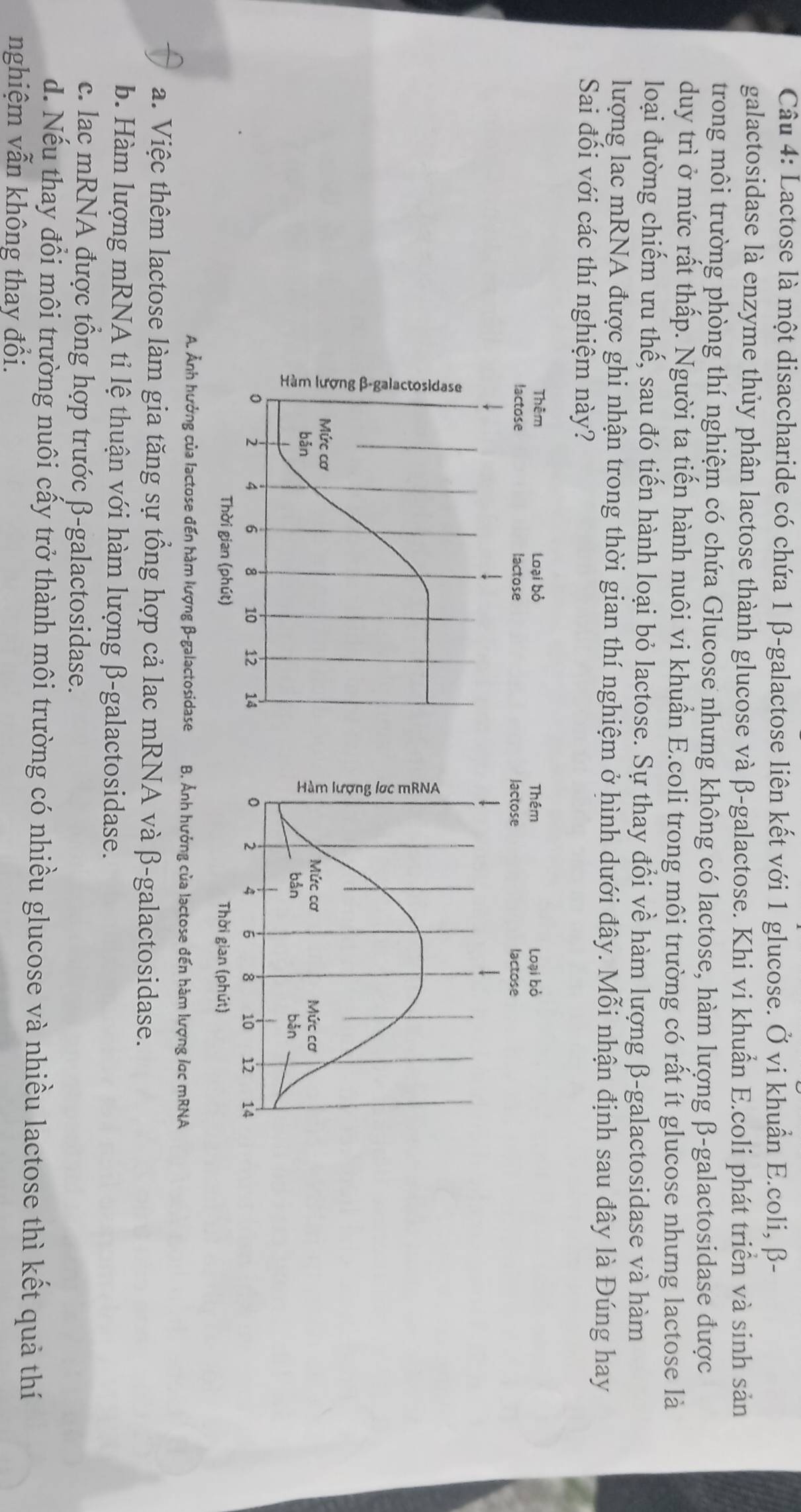 Lactose là một disaccharide có chứa 1 β-galactose liên kết với 1 glucose. Ở vi khuẩn E.coli, β -
galactosidase là enzyme thủy phân lactose thành glucose và β -galactose. Khi vi khuẩn E.coli phát triển và sinh sản
trong môi trường phòng thí nghiệm có chứa Glucose nhưng không có lactose, hàm lượng β -galactosidase được
duy trì ở mức rất thấp. Người ta tiến hành nuôi vi khuẩn E.coli trong môi trường có rất ít glucose nhưng lactose là
loại đường chiếm ưu thế, sau đó tiến hành loại bỏ lactose. Sự thay đổi về hàm lượng β -galactosidase và hàm
lượng lạc mRNA được ghi nhận trong thời gian thí nghiệm ở hình dưới đây. Mỗi nhận định sau đây là Đúng hay
Sai đổi với các thí nghiệm này?
Thêm loại bò
lactose lactose
Mức cơ Mức cơ
bản bǎn
0 4 6 8 10 12 14
Thời gian (phút)
A. Ảnh hưởng của lactose đến hàm lượng β -galactosidase B. Ảnh hướng của lactose đến hàm lượng lạc mRNA
a. Việc thêm lactose làm gia tăng sự tổng hợp cả lac mRNA và β -galactosidase.
b. Hàm lượng mRNA tỉ lệ thuận với hàm lượng β -galactosidase.
c. lac mRNA được tổng hợp trước β -galactosidase.
d. Nếu thay đổi môi trường nuôi cấy trở thành môi trường có nhiều glucose và nhiều lactose thì kết quả thí
nghiệm vẫn không thay đổi.