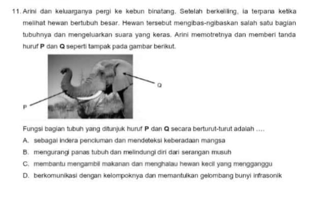 Arini dan keluarganya pergi ke kebun binatang. Setelah berkeliling, ia terpana ketika
melihat hewan bertubuh besar. Hewan tersebut mengibas-ngibaskan salah satu bagian
tubuhnya dan mengeluarkan suara yang keras. Arini memotretnya dan memberi tanda
huruf P dan Q seperti tampak pada gambar berikut.
Fungsi bagian tubuh yang ditunjuk huruf P dan Q secara berturut-turut adalah ....
A. sebagai indera penciuman dan mendeteksi keberadaan mangsa
B. mengurangi panas tubuh dan melindungi diri dari serangan musuh
C. membantu mengambil makanan dan menghalau hewan kecil yang mengganggu
D. berkomunikasi dengan kelompoknya dan memantulkan gelombang bunyi infrasonik