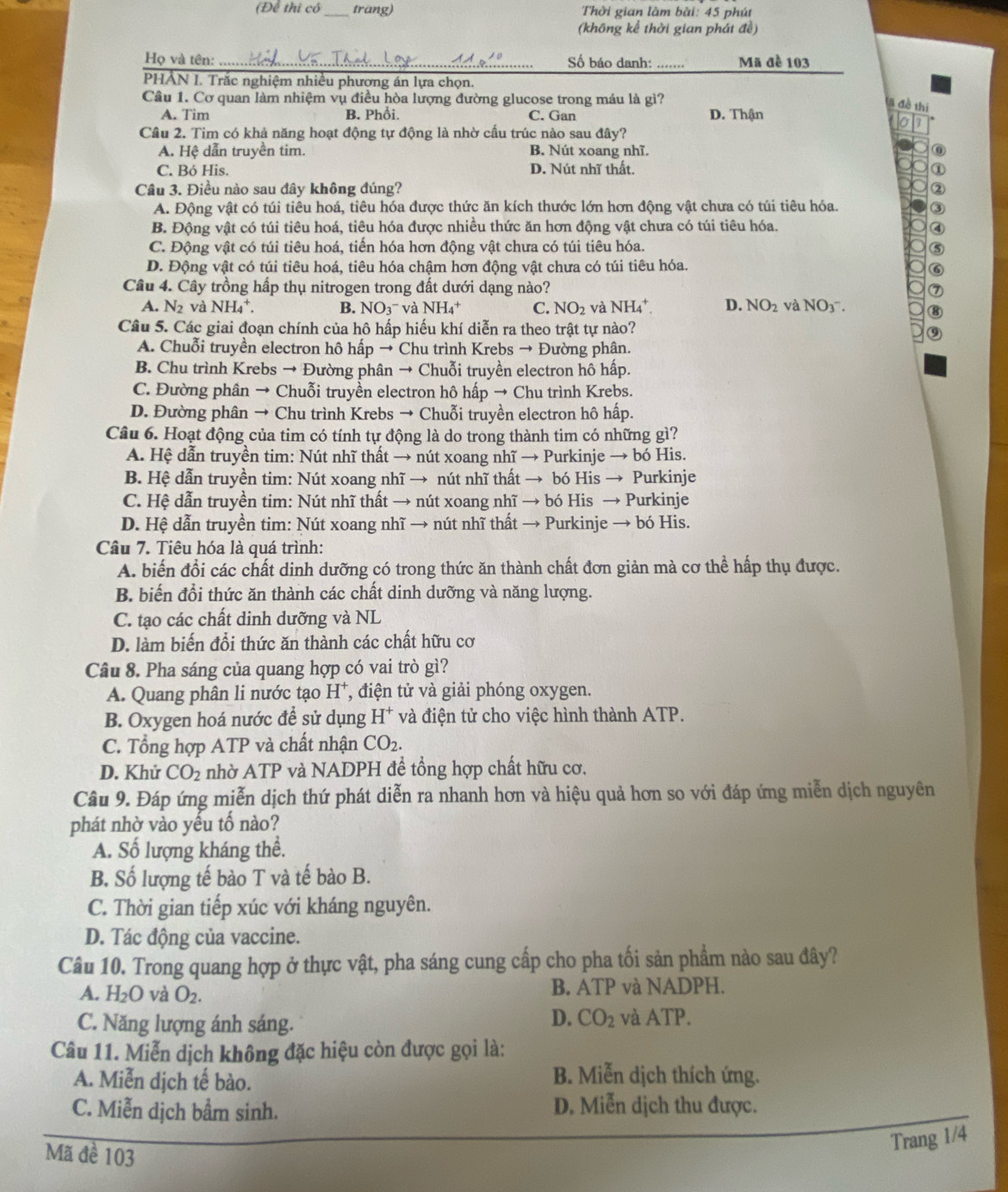 (Để thị có trang) Thời gian làm bài: 45 phút
(không kể thời gian phát đề)
Họ và tên: _Số báo danh: _Mã đề 103
PHẢN I. Trắc nghiệm nhiều phương án lựa chọn.
Cầu 1. Cơ quan làm nhiệm vụ điều hòa lượng đường glucose trong máu là gì?
đã đề thị
A. Tim B. Phổi. C. Gan D. Thận
Cầu 2. Tim có khả năng hoạt động tự động là nhờ cầu trúc nào sau đây?
A. Hệ dẫn truyền tim. B. Nút xoang nhĩ. ⑥
C. Bó His. D. Nút nhĩ thất. ①
Câu 3. Điều nào sau đây không đúng? ②
A. Động vật có túi tiêu hoá, tiêu hóa được thức ăn kích thước lớn hơn động vật chưa có túi tiêu hóa.
B. Động vật có túi tiêu hoá, tiêu hóa được nhiều thức ăn hơn động vật chưa có túi tiêu hóa.
C. Động vật có túi tiêu hoá, tiển hóa hơn động vật chưa có túi tiêu hóa.
D. Động vật có túi tiêu hoá, tiêu hóa chậm hơn động vật chưa có túi tiêu hóa.
Câu 4. Cây trồng hấp thụ nitrogen trong đất dưới dạng nào?
A. N_2 và NH_4^(+. B. NO_3)^- và NH_4^(+ C. NO_2) và NH_4^(+ D. NO_2) và NO_3^-
Câu 5. Các giai đoạn chính của hô hấp hiếu khí diễn ra theo trật tự nào?
A. Chuỗi truyền electron hô hấp → Chu trình Krebs → Đường phân.
B. Chu trình Krebs → Đường phân → Chuỗi truyền electron hô hấp.
C. Đường phân → Chuỗi truyền electron hô hấp → Chu trình Krebs.
D. Đường phân → Chu trình Krebs → Chuỗi truyền electron hô hấp.
Câu 6. Hoạt động của tim có tính tự động là do trong thành tim có những gì?
A. Hệ dẫn truyền tim: Nút nhĩ thất → nút xoang nhĩ → Purkinje → bó His.
B. Hệ dẫn truyền tim: Nút xoang nhĩ → nút nhĩ thất → bó His → Purkinje
C. Hệ dẫn truyền tim: Nút nhĩ thất → nút xoang nhĩ → bó His → Purkinje
D. Hệ dẫn truyền tim: Nút xoang nhĩ → nút nhĩ thất → Purkinje → bó His.
Câu 7. Tiêu hóa là quá trình:
A. biến đổi các chất dinh dưỡng có trong thức ăn thành chất đơn giản mà cơ thể hấp thụ được.
B. biến đổi thức ăn thành các chất dinh dưỡng và năng lượng.
C. tạo các chất dinh dưỡng và NL
D. làm biến đổi thức ăn thành các chất hữu cơ
Câu 8. Pha sáng của quang hợp có vai trò gì?
A. Quang phân li nước tạo H *, điện tử và giải phóng oxygen.
B. Oxygen hoá nước để sử dụng H^+ và điện tử cho việc hình thành ATP.
C. Tổng hợp ATP và chất nhận CO_2.
D. Khử CO_2 nhờ ATP và NADPH đề tổng hợp chất hữu cơ.
Câu 9. Đáp ứng miễn dịch thứ phát diễn ra nhanh hơn và hiệu quả hơn so với đáp ứng miễn dịch nguyên
phát nhờ vào yều tổ nào?
A. Số lượng kháng thể.
B. Số lượng tế bào T và tế bào B.
C. Thời gian tiếp xúc với kháng nguyên.
D. Tác động của vaccine.
Câu 10. Trong quang hợp ở thực vật, pha sáng cung cấp cho pha tối sản phẩm nào sau đây?
A. H_2O và O_2. B. ATP và NADPH.
D. CO_2
C. Năng lượng ánh sáng. và ATP.
Câu 11. Miễn dịch không đặc hiệu còn được gọi là:
A. Miễn dịch tế bào.
B. Miễn dịch thích ứng.
C. Miễn dịch bẩm sinh. D. Miễn dịch thu được.
Mã đề 103
Trang 1/4