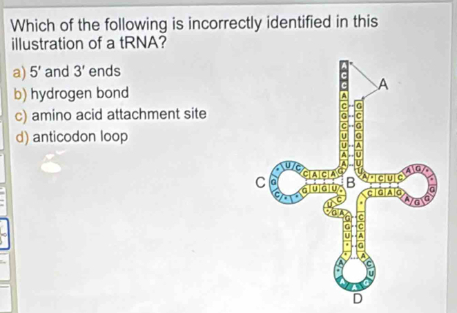 Which of the following is incorrectly identified in this
illustration of a tRNA?
a) 5' and 3' ends
b) hydrogen bond
c) amino acid attachment site
d) anticodon loop