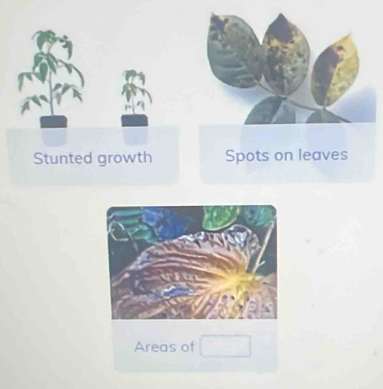 Stunted growth Spots on leaves 
Areas of