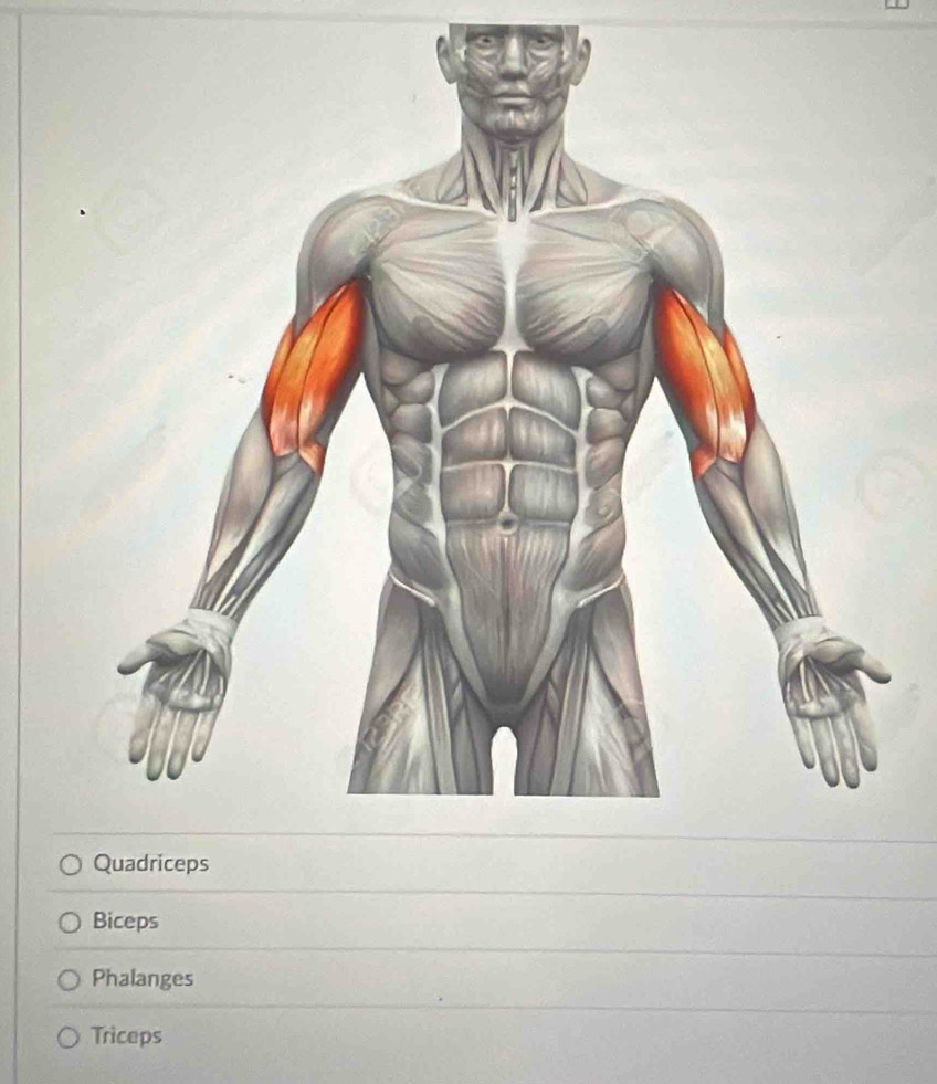 Biceps
Phalanges
Triceps