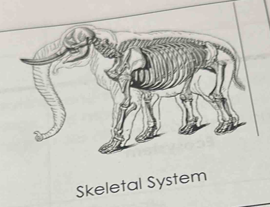 Skeletal System