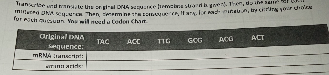 Transcribe and translate the original DNA sequence (template strand is given). Then, do the same for eac 
mutated DNA sequence. Then, determine the consequence, if any, for each mutation, by circling your choice 
for each question. You will need a Codon Chart.