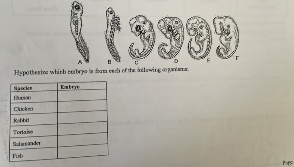 Hypothesize which embryo is from each of the following organisms: 
Page