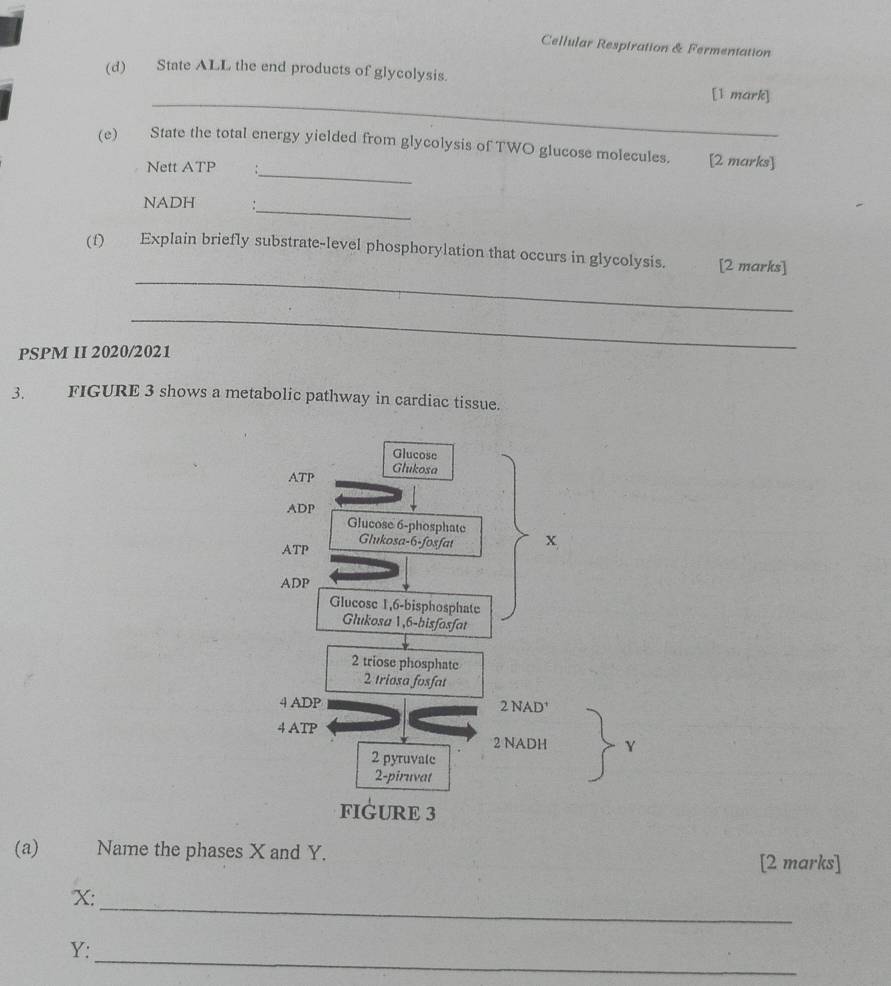 Cellular Respiration & Fermentation 
_ 
(d) State ALL the end products of glycolysis. [1 mark] 
(e) State the total energy yielded from glycolysis of TWO glucose molecules. [2 marks] 
Nett ATP_ 
NADH 
_ 
_ 
(f) Explain briefly substrate-level phosphorylation that occurs in glycolysis. [2 marks] 
_ 
PSPM II 2020/2021 
3. FIGURE 3 shows a metabolic pathway in cardiac tissue. 
Glucose 
ATP Glukosa
ADP
Glucose 6 -phosphate X 
Glukosa-6-fosfat 
ATP
ADP
Glucose 1,6-bisphosphate 
Glukosa 1,6 -bisfosfat 
2 triose phosphate 
2 triosa fosfat 
4 ADP 2 NAD' 
4 ATP 
2 NADH Y
2 pyruvate 
2-piruvat 
FIGURE 3 
(a) Name the phases X and Y. [2 marks] 
_
X : 
_
Y :