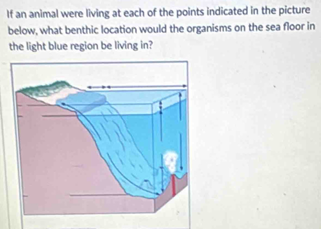 If an animal were living at each of the points indicated in the picture 
below, what benthic location would the organisms on the sea floor in 
the light blue region be living in?