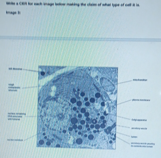 Write a CER for each image below making the claim of what type of cell it is. 
Image 3: