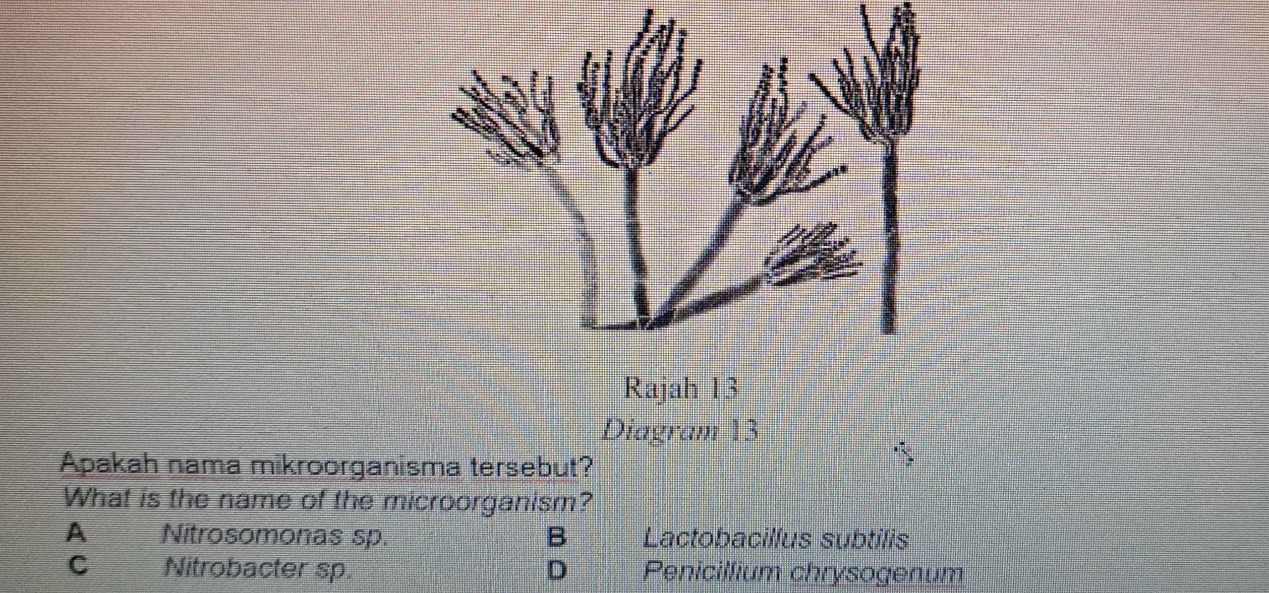 Rajah 13
Diagram 13
Apakah nama mikroorganisma tersebut?
What is the name of the microorganism?
A Nitrosomonas sp. B Lactobacillus subtilis
C Nitrobacter sp. D Penicillium chrysogenum