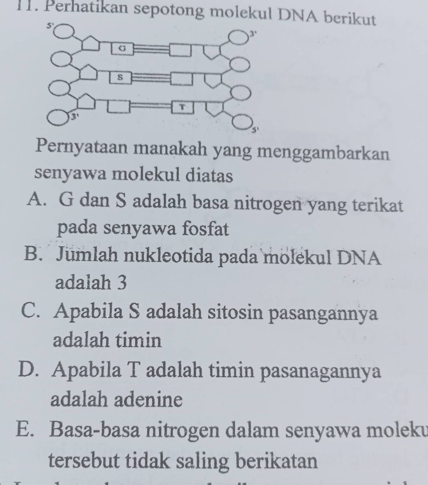 Perhatikan sepotong molekul DNA berikut
Pernyataan manakah yang menggambarkan
senyawa molekul diatas
A. G dan S adalah basa nitrogen yang terikat
pada senyawa fosfat
B. Jümlah nukleotida pada molekul DNA
adalah 3
C. Apabila S adalah sitosin pasangannya
adalah timin
D. Apabila T adalah timin pasanagannya
adalah adenine
E. Basa-basa nitrogen dalam senyawa moleku
tersebut tidak saling berikatan