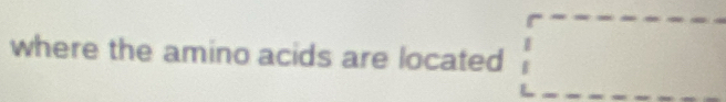 where the amino acids are located □°