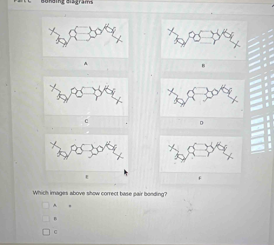 Bönding diagrams
A
B
C
E
F
Which images above show correct base pair bonding?
A .
B
C