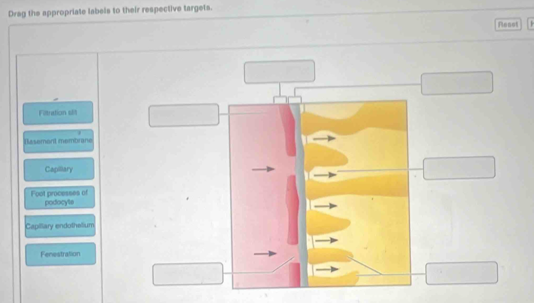 Solved: Drag the appropriate labels to their respective targets. Fleact ...