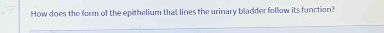How does the form of the epithelium that lines the urinary bladder follow its function?