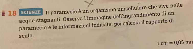 SCIENZE Il paramecio è un organismo unicellulare che vive nelle 
acque stagnanti. Osserva l’immagine dell’ingrandimento di un 
paramecio e le informazioni indicate, poi calcola il rapporto di 
scala.
1cm=0,05mm