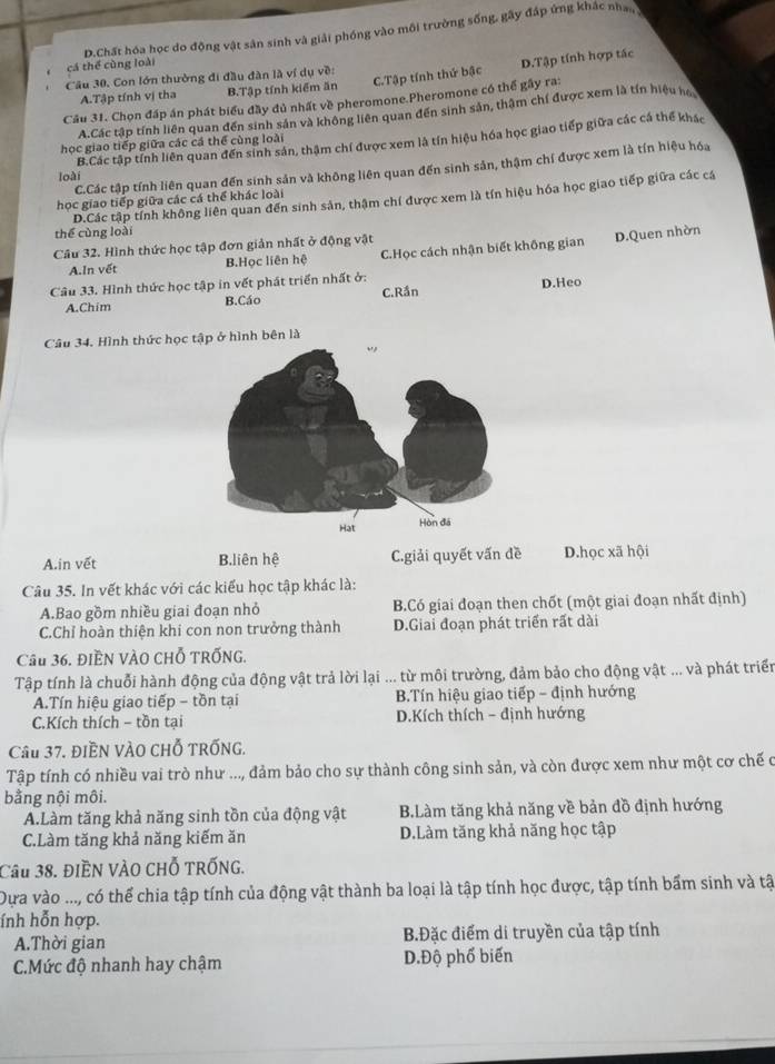 cá thể cùng loài D.Chất hóa học do động vật sân sinh và giải phóng vào môi trường sống, gây đáp ứng khác nha
C.Tập tính thứ bậc D.Tập tính hợp tác
Câu 30. Con lớn thường đi đầu đàn là ví dụ về:
A.Tập tính vị tha B.Tập tính kiểm ăn
Câu 31. Chọn đáp án phát biểu đầy đủ nhất về pheromone.Pheromone có thể gây ra:
A.Các tập tính liên quan đến sinh sản và không liên quan đến sinh sản, thâm chí được xem là tín hiệu họ
B.Các tập tính liên quan đến sinh sản, thậm chí được xem là tín hiệu hóa học giao tiếp giữa các cá thể khác
học giao tiếp giữa các cá thể cùng loài
C.Các tập tính liên quan đến sinh sản và không liên quan đến sinh sản, thậm chí được xem là tín hiệu hóa
loài
D.Các tập tính không liên quan đến sinh sản, thậm chí được xem là tín hiệu hóa học giao tiếp giữa các cá
học giao tiếp giữa các cá thể khác loài
thể cùng loài
Câu 32. Hình thức học tập đơn giản nhất ở động vật
A.In vết B.Học liên hệ C.Học cách nhận biết không gian D.Quen nhờn
Câu 33. Hình thức học tập in vết phát triển nhất ở: D.Heo
A.Chim B.Cáo C.Rần
Câu 34. Hình thức học tập ở hình bên là
A.in vết B.liên hệ C.giải quyết vấn đề D.học xã hội
Câu 35. In vết khác với các kiểu học tập khác là:
A.Bao gồm nhiều giai đoạn nhỏ B.Có giai đoạn then chốt (một giai đoạn nhất định)
C.Chỉ hoàn thiện khi con non trưởng thành D.Giai đoạn phát triển rất dài
Cầu 36. ĐIềN VÀO CHỗ TRỐNG.
Tập tính là chuỗi hành động của động vật trả lời lại ... từ môi trường, đảm bảo cho động vật ... và phát triển
A.Tín hiệu giao tiếp - tồn tại B.Tín hiệu giao tiếp - định hướng
C.Kích thích - tồn tại D.Kích thích - định hướng
Câu 37. ĐiềN VÀO cHỗ TRỐnG.
Tập tính có nhiều vai trò như ..., đảm bảo cho sự thành công sinh sản, và còn được xem như một cơ chế c
bằng nội môi.
A.Làm tăng khả năng sinh tồn của động vật B.Làm tăng khả năng về bản đồ định hướng
C.Làm tăng khả năng kiếm ăn D.Làm tăng khả năng học tập
Cầu 38. điềN VàO CHỗ tRốnG.
Dựa vào ..., có thể chia tập tính của động vật thành ba loại là tập tính học được, tập tính bẩm sinh và tậ
ính hỗn hợp.
A.Thời gian B.Đặc điểm di truyền của tập tính
C.Mức độ nhanh hay chậm D.Độ phố biến