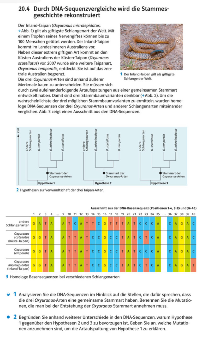 20.4 Durch DNA-Sequenzvergleiche wird die Stammes-
geschichte rekonstruiert
Der Inland-Taipan (Oxyuranus microlepidotus,
→Abb. 1) gilt als giftigste Schlangenart der Welt. Mit
einem Tropfen seines Nervengiftes können bis zu
100 Menschen getötet werden. Der Inland-Taipan
kommt im Landesinneren Australiens vor.
Neben dieser extrem giftigen Art kommt an den
Küsten Australiens der Küsten-Taipan (Oxyuranus
scutellatus) vor. 2007 wurde eine weitere Taipanart,
Oxyuranus temporalis, entdeckt. Sie ist auf das zen-
trale Australien begrenzt. 1 Der Inland-Taipan gilt als giftigste
Die drei Oxyuranus-Arten sind anhand äußerer Schlange der Welt.
Merkmale kaum zu unterscheiden. Sie müssen sich
durch zwei aufeinanderfolgende Artaufspaltungen aus einer gemeinsamen Stammart
entwickelt haben. Damit sind drei Stammbaumvarianten denkbar (→Abb. 2). Um die
wahrscheinlichste der drei möglichen Stammbaumvarianten zu ermitteln, wurden homo-
loge DNA-Sequenzen der drei Oxyuranus-Arten und anderer Schlangenarten miteinander
verglichen. Abb. 3 zeigt einen Ausschnitt aus den DNA-Sequenzen.
 
2 Hypothesen zur Verwandtschaft der drei Taipan-Arten.
3 Homologe Basensequenzen bei verschiedenen Schlangenarten
1 Analysieren Sie die DNA-Sequenzen im Hinblick auf die Stellen, die dafür sprechen, dass
die drei Oxyuranus-Arten eine gemeinsame Stammart haben. Benennen Sie die Mutatio-
nen, die man bei der Entstehung der Oxyuranus-Stammart annehmen muss.
2 Begründen Sie anhand weiterer Unterschiede in den DNA-Sequenzen, warum Hypothese
1 gegenüber den Hypothesen 2 und 3 zu bevorzugen ist. Geben Sie an, welche Mutatio-
nen anzunehmen sind, um die Artaufspaltung von Hypothese 1 zu erklären.