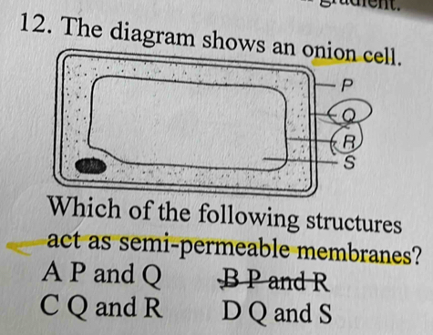 arent.
12. The diagram shows an onion cell.
Which of the following structures
act as semi-permeable membranes?
A P and Q B P and R
C Q and R D Q and S