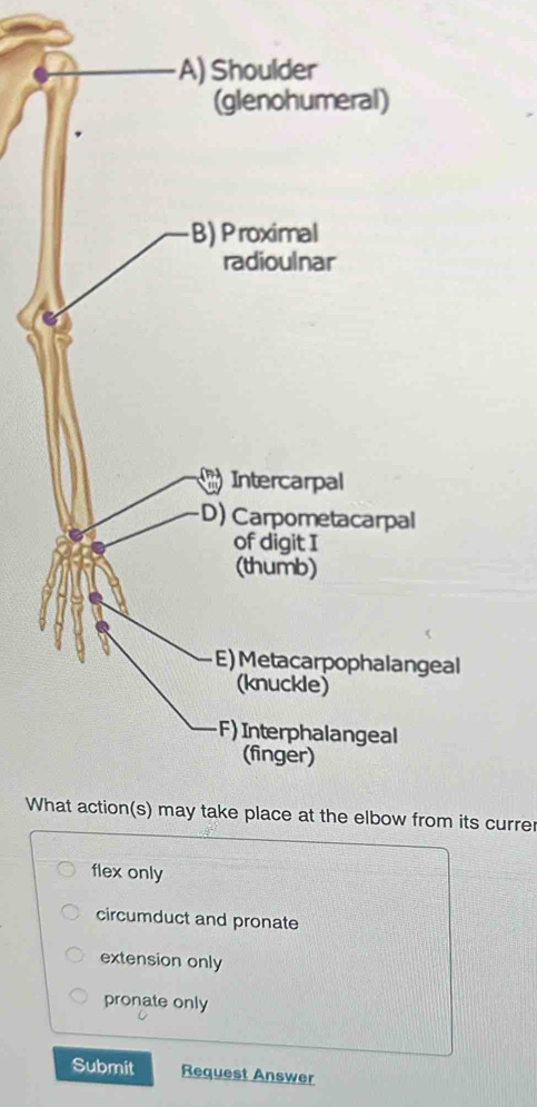 eal
Wom its currer
flex only
circumduct and pronate
extension only
pronate only
Submit Request Answer