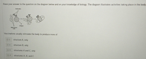 Base your answer to the question on the diagram below and on your knowledge of biology. The diagram illustrates activities taking place in the body
Vaccinations usually stimulate the body to produce more of
1 stracture A. only
2 structure B, only
1 structures A and C. only
4 structures A, B, and C