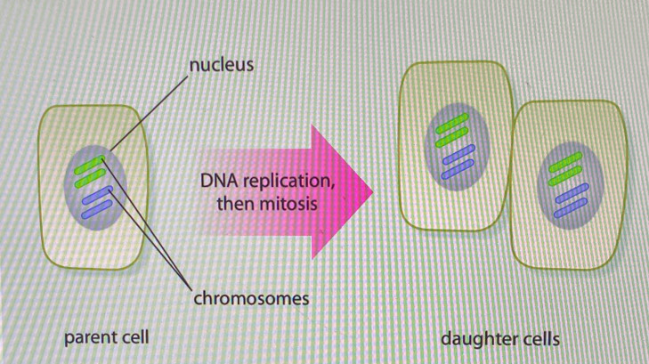 parent cell daughter cells