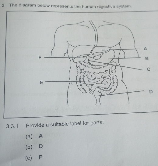 .3 The diagram below represents the human digestive system. 
3.3.1 Provide a suitable label for parts: 
(a) A
(b)⊆D 
(c) F