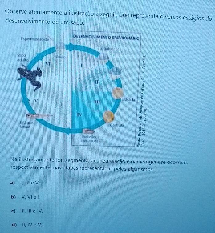 Observe atentamente a ilustração a seguir, que representa diversos estágios do
desenvolvimento de um sapo.
Na ilustração anterior, segmentação, neurulação e gametogênese ocorrem,
respectivamente, nas etapas representadas pelos algarismos
a) I, III e V.
b) V, VI e I.
c) I, I e I.
d) II, IV e VI.