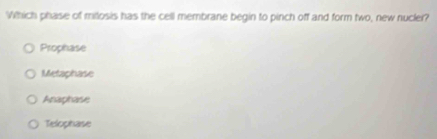 Which phase of milosis has the cell membrane begin to pinch off and form two, new nucler?
Prophase
Metaphase
Anaphase
Telophase