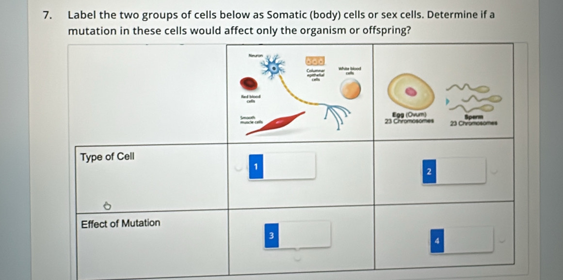 Label the two groups of cells below as Somatic (body) cells or sex cells. Determine if a