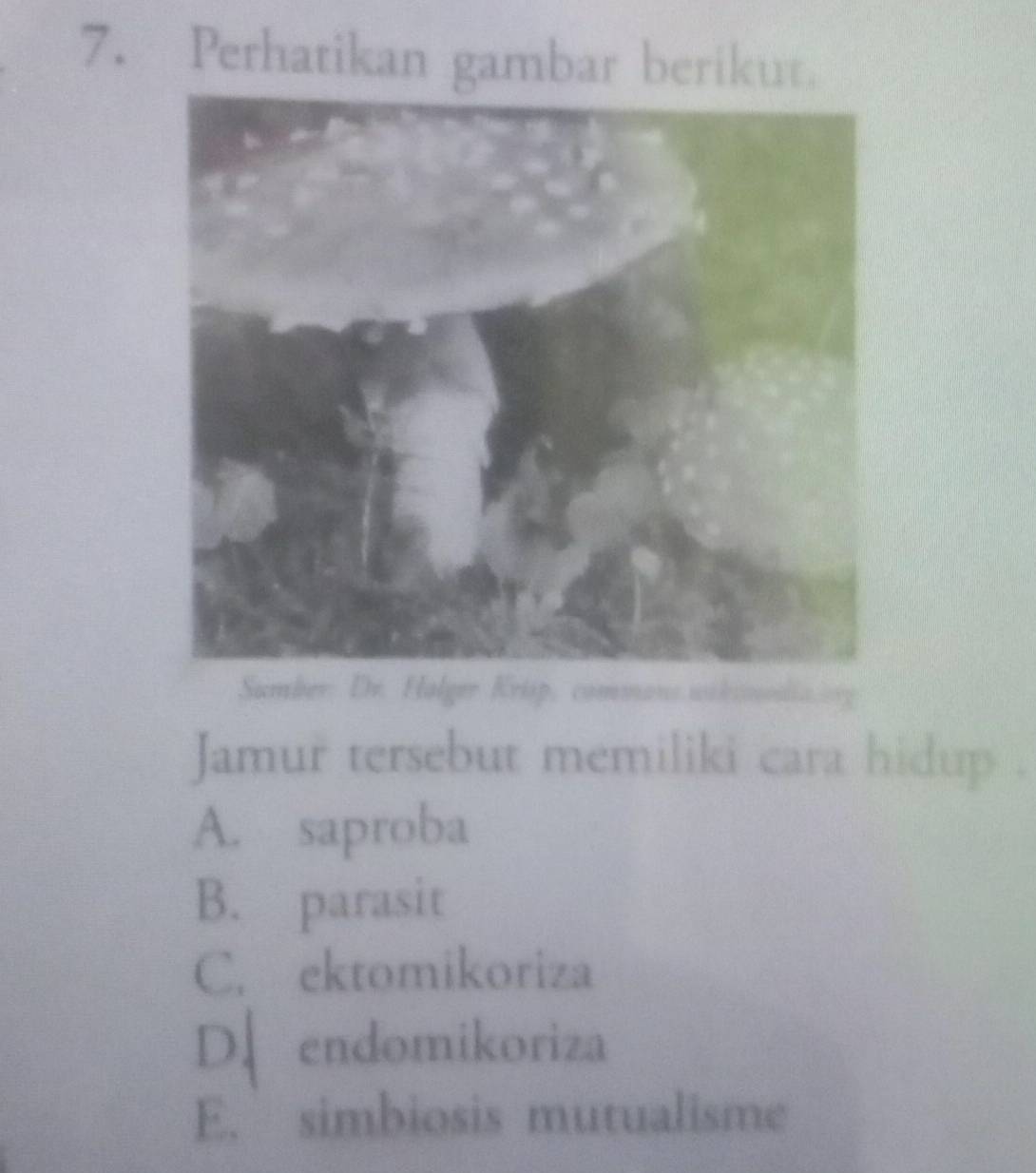 Perhatikan gambar berikut.
Sumber: Dr. Halger Krisp, commans.wikcnodia.org
Jamur tersebut memiliki cara hidup .
A. saproba
B. parasit
C. ektomikoriza
D、endomikoriza
E. simbiosis mutualisme